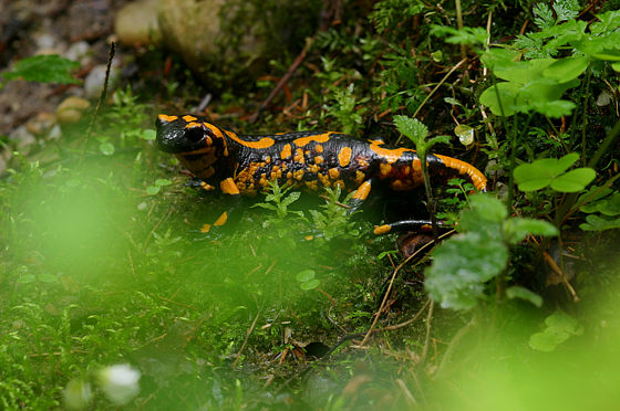 Feuersalamander