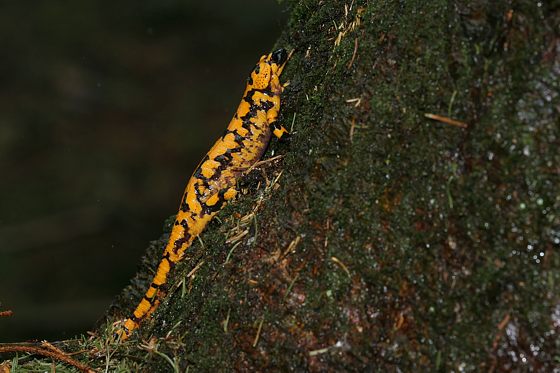 Feuersalamander