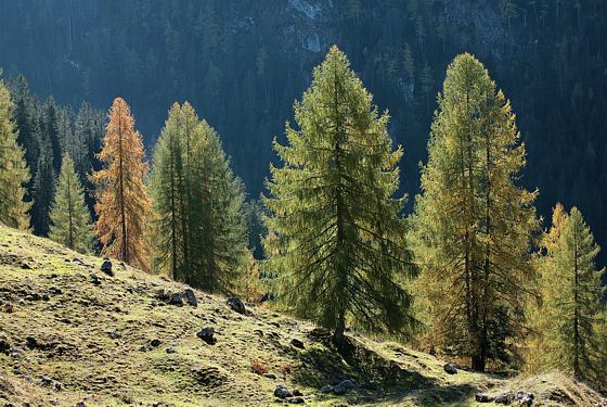 Lärchen im Herbst
