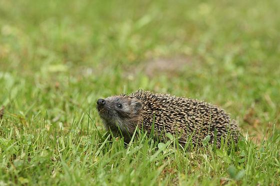 Braunbrustigel / Igel