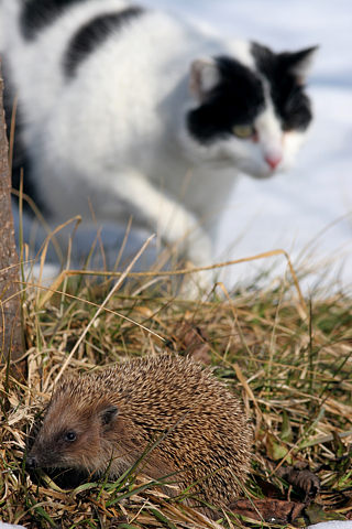 Braunbrustigel / Igel