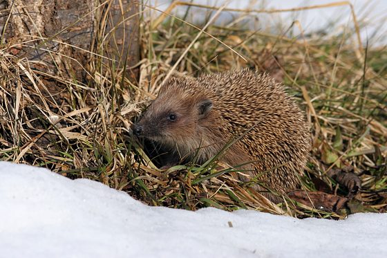 Braunbrustigel / Igel