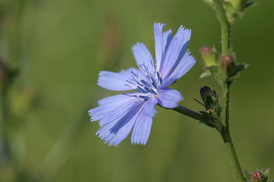 Wegwarte