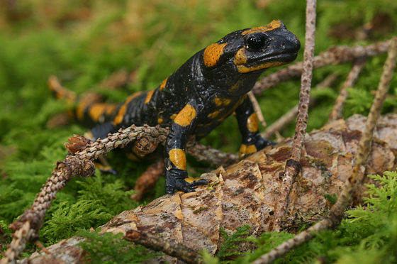 Feuersalamander