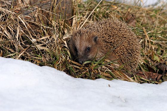 Braunbrustigel / Igel
