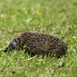 Braunbrustigel / Igel