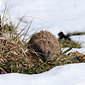 Braunbrustigel / Igel