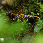 Feuersalamander