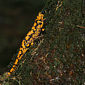 Feuersalamander