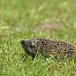 Braunbrustigel / Igel
