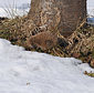 Braunbrustigel / Igel