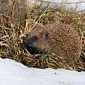 Braunbrustigel / Igel