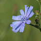 Wegwarte