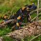 Feuersalamander