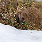 Braunbrustigel / Igel