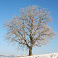 Januar