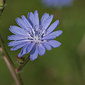 Wegwarte