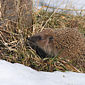 Braunbrustigel / Igel