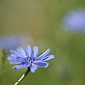 Wegwarte
