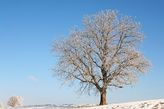 Walnussbaum im Raureif
