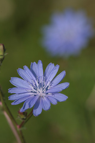 Wegwarte