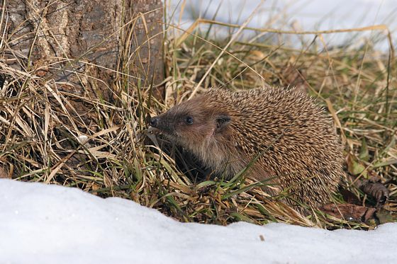 Braunbrustigel / Igel