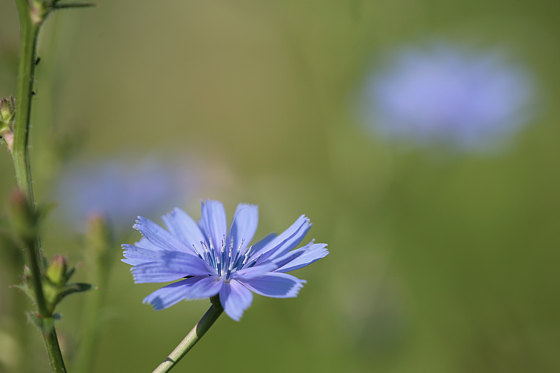 Wegwarte
