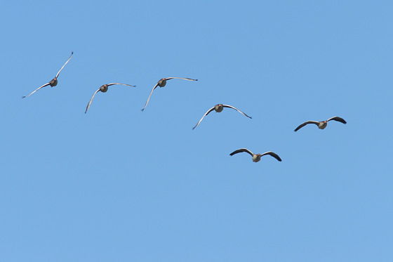 Fliegende Graugänse