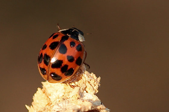 Asiatischer Marienkäfer