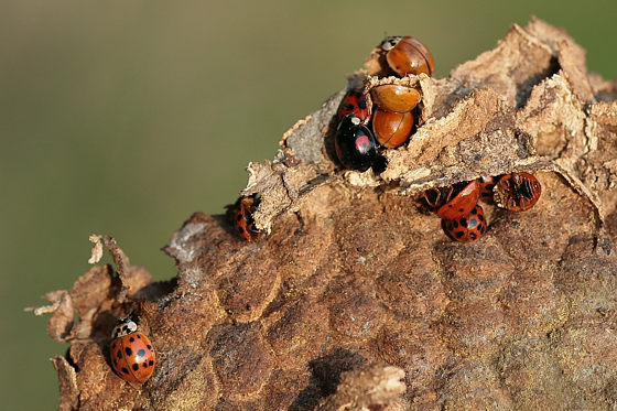 Asiatische Marienkäfer