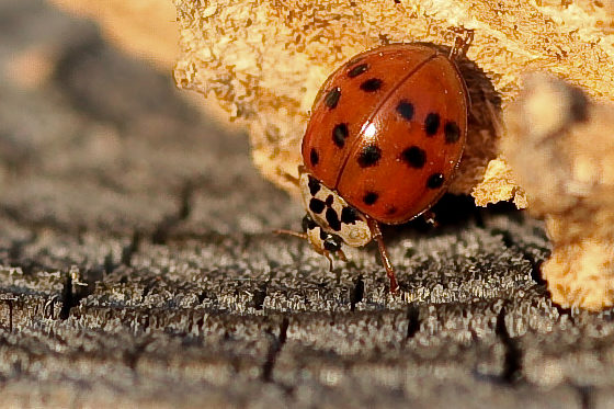 Asiatischer Marienkäfer