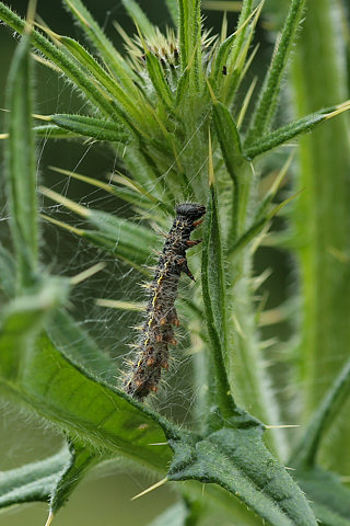 Distelfalter Raupe