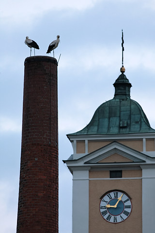 Schlafende Weißstörche