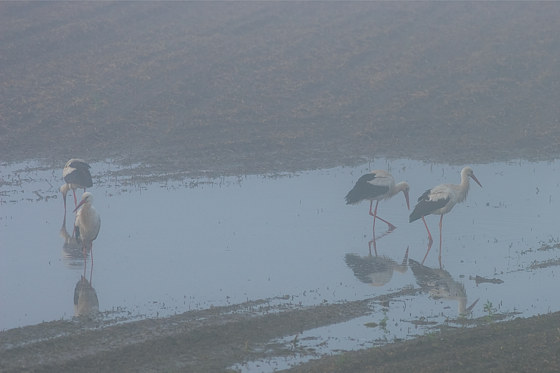 Weißstörche im Nebel