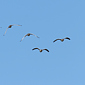 Fliegende Graug&auml;nse