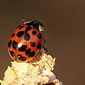 Asiatischer Marienk&auml;fer
