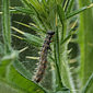 Distelfalter Raupe