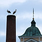 Schlafende Wei&szlig;st&ouml;rche