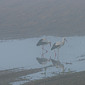 Wei&szlig;st&ouml;rche im Nebel