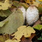 November