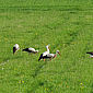 Wei&szlig;st&ouml;rche in einer Wiese