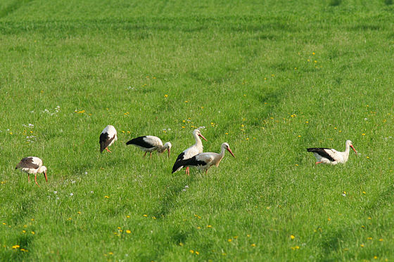 Weißstörche in einer Wiese