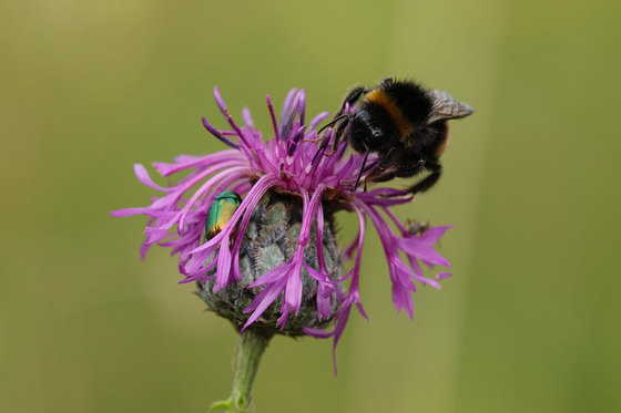 Dunkle Erdhummel