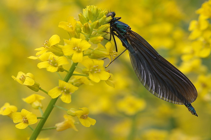Blauflügelige Prachtlibelle