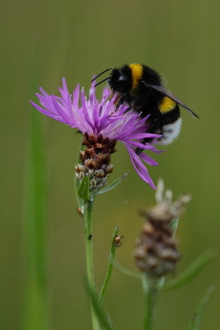 Dunkle Erdhummel