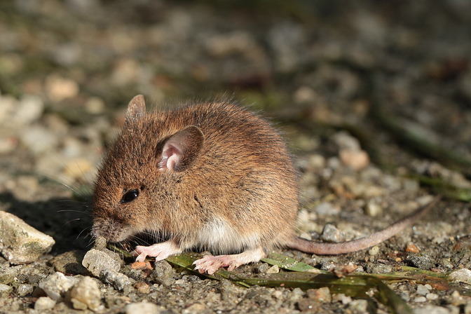 Gelbhalsmaus beim Sonnenbad