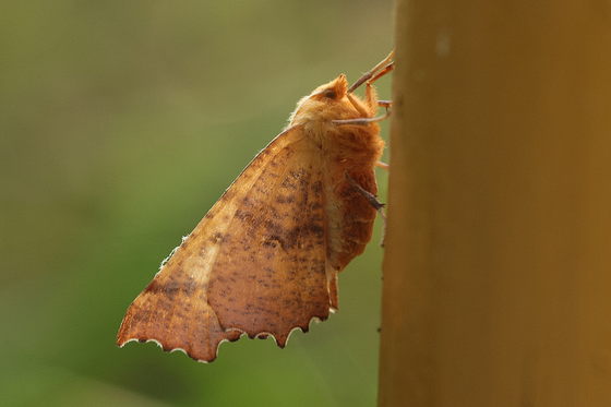 Herbst-Zackenrandspanner