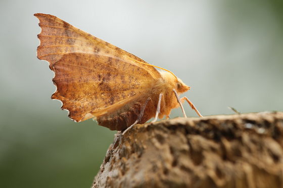 Herbst-Zackenrandspanner
