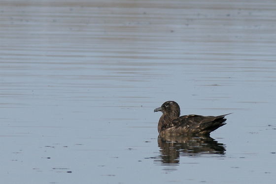 Eine Skua / Große Raubmöwe