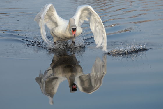 Höckerschwan